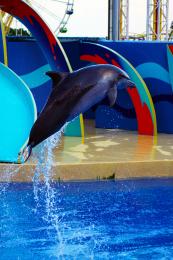 DolphinShow