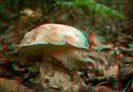 The mushroom