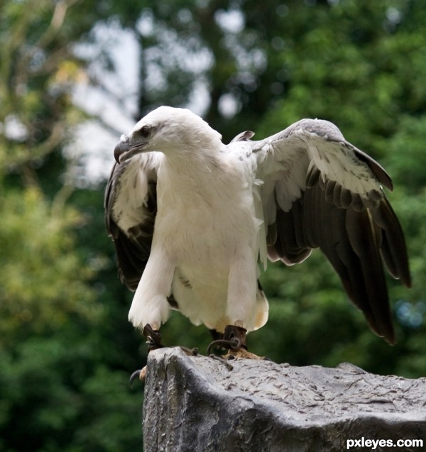 Creation of My Angel: Step 4