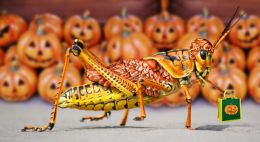 Trick or Treat Locust Picture