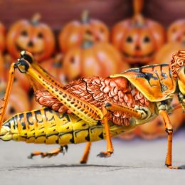 TrickorTreatLocust