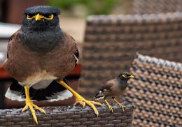 big & small angry birds