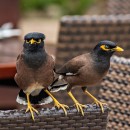 angry birds source image