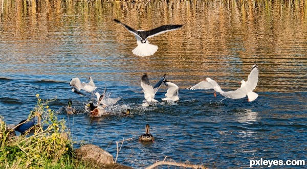 Bird fight