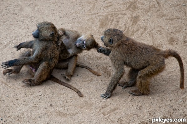 Fighting Monkeys