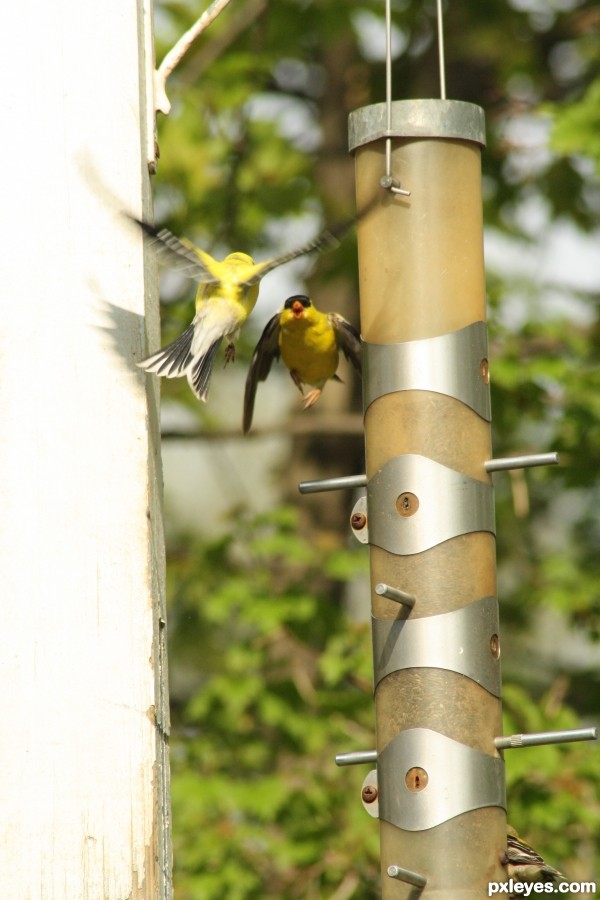 Finch Fight