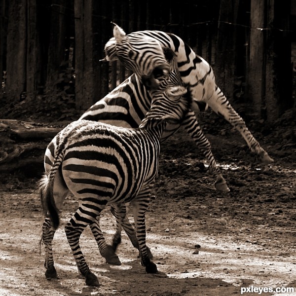 Zebra fight