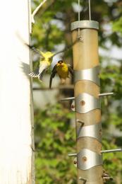 Finch Fight