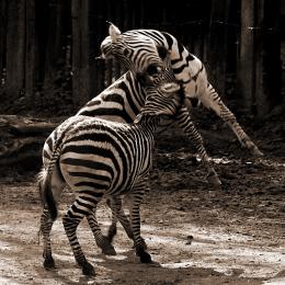 Zebrafight