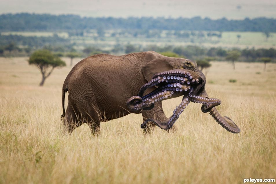 Octophant