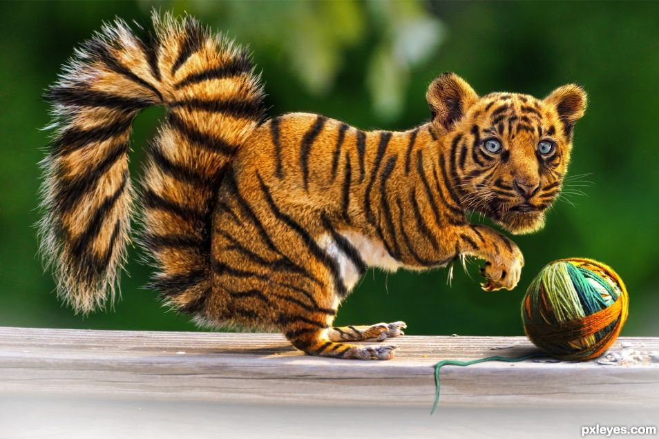 Tiger Squirrel