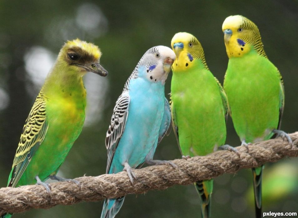 Gossip In The Parakeet Community
