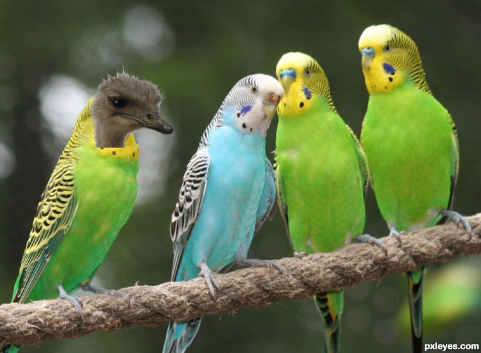 Creation of Gossip In The Parakeet Community: Step 1