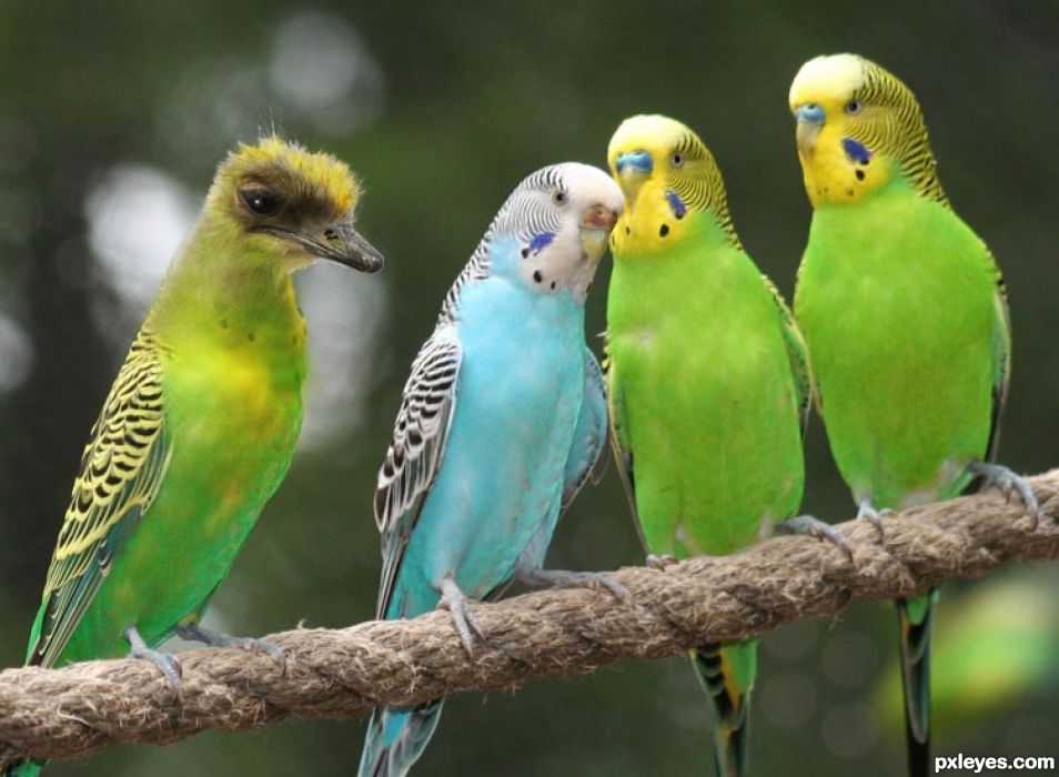 Creation of Gossip In The Parakeet Community: Step 2