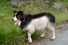 Sheep Dog