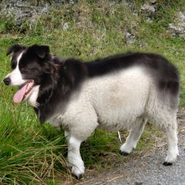 SheepDog