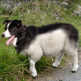 SheepDog