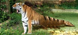 Yawning Tiger Prawn