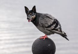 Birdog