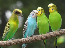 Gossip In The Parakeet Community