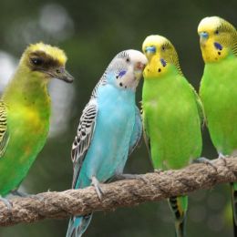 GossipInTheParakeetCommunity