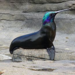 HummingSealion