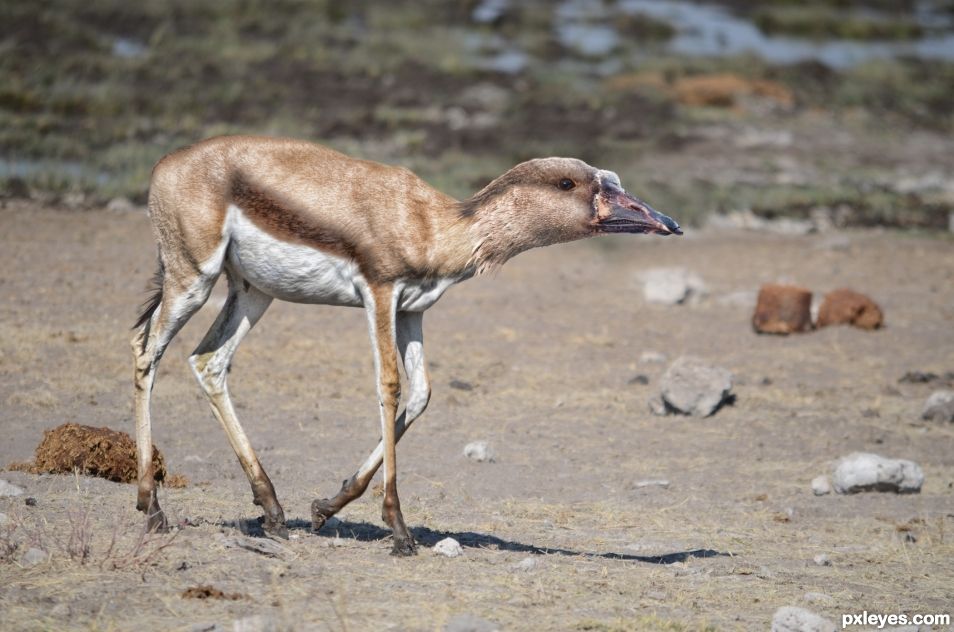 Goose Gazelle