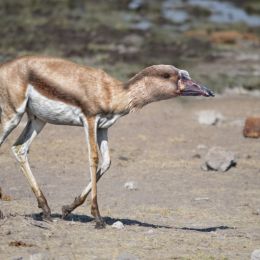 GooseGazelle