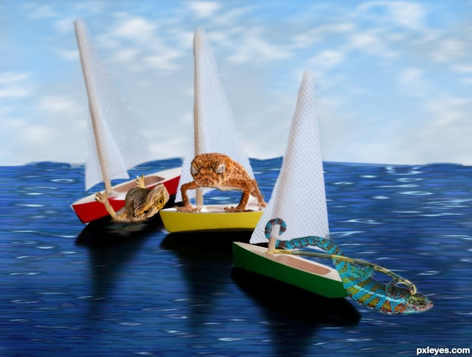 Reptiles competing in the sailing race