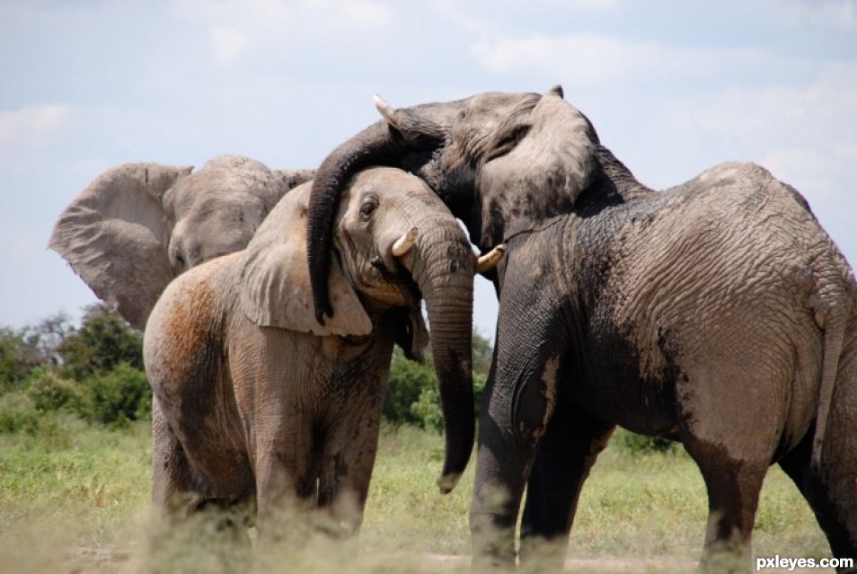 Creation of Pachyderm Wrestling: Step 1