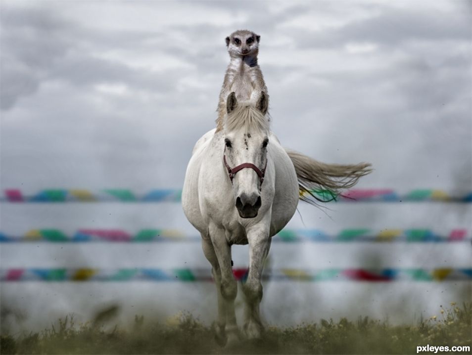 Creation of Meerkat dressage: Step 3