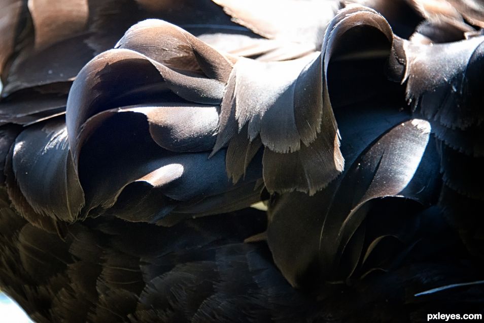 Feathers on the back of a black swan