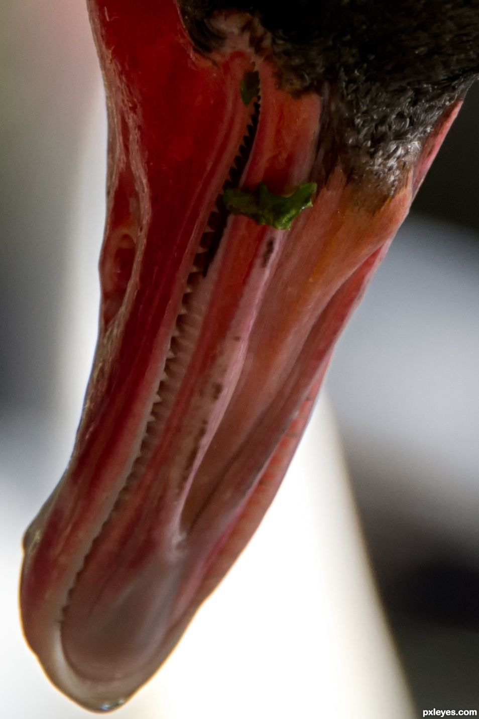 Swans teeth