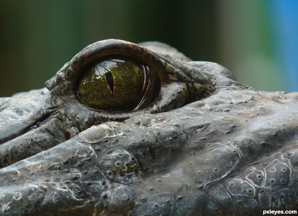 Eye of an alligator