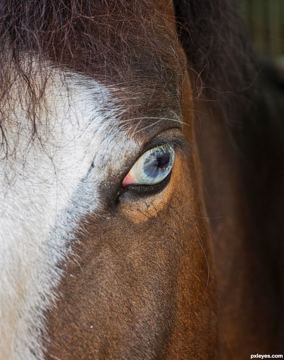 Blue eyed horse
