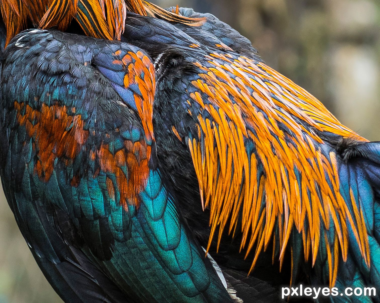 Rooster feathers picture, by Zizounai for: animal parts photography contest  