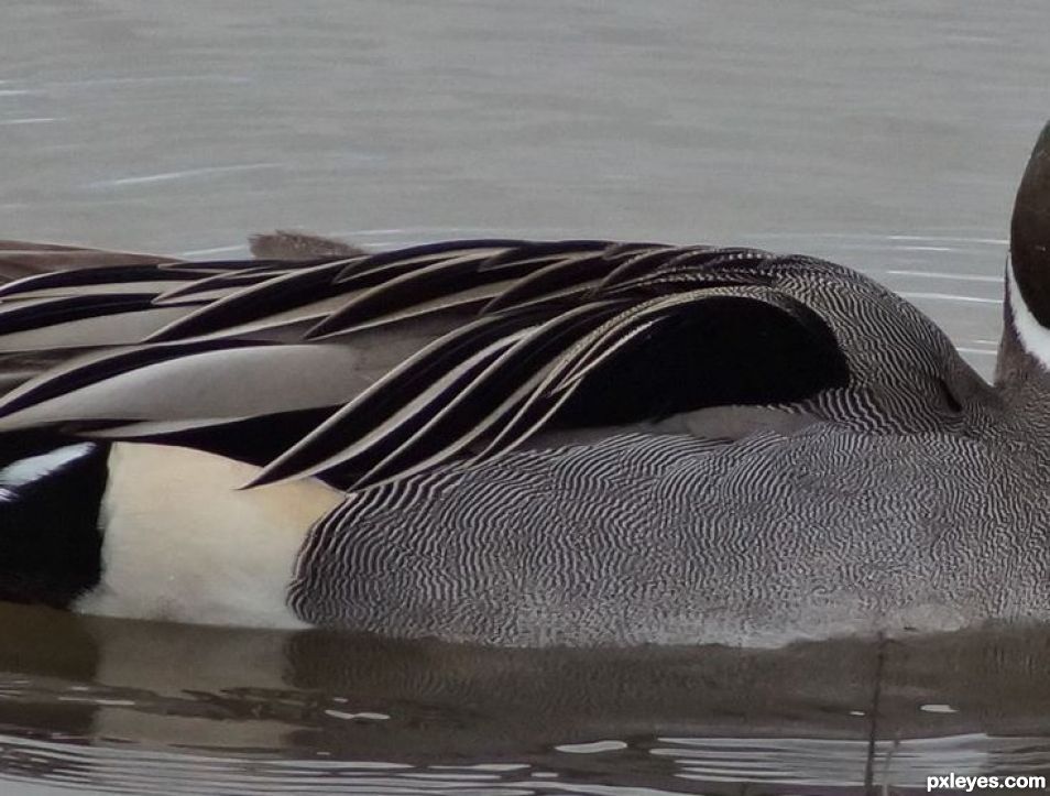 Pintail duck