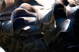 Feathers on the back of a black swan