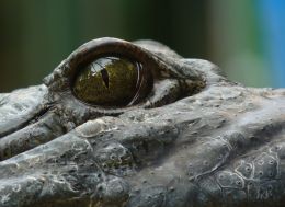Eye of an alligator