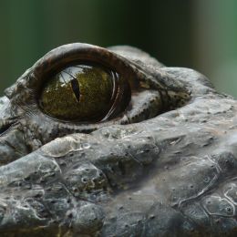 Eyeofanalligator