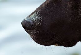 Boop the Snoot