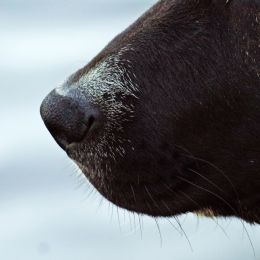 BooptheSnoot