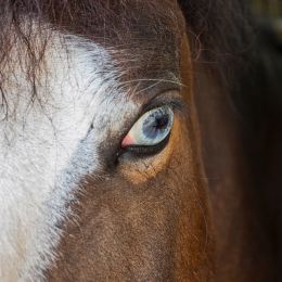 Blueeyedhorse