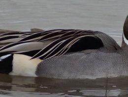 Pintail duck