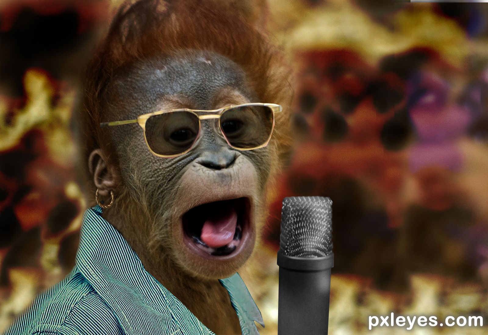 Underdog Orangutan Singer Wins Animals Have Talent 2 picture, by George55 for: animal superstar photoshop contest Underdog Orangutan Singer Wins Animals Have Talent 2 picture, by George55 for: animal superstar photoshop contest