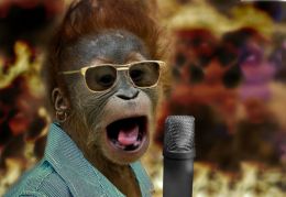 Underdog Orangutan Singer Wins Animals Have Talent 2