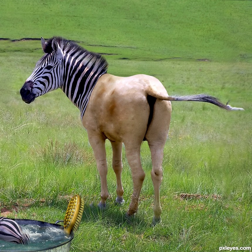 ZEBRA photoshop picture)