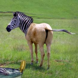 ZEBRA Picture