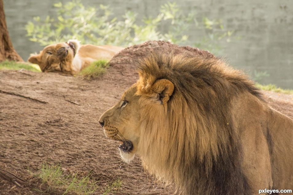 Lioness photobomb