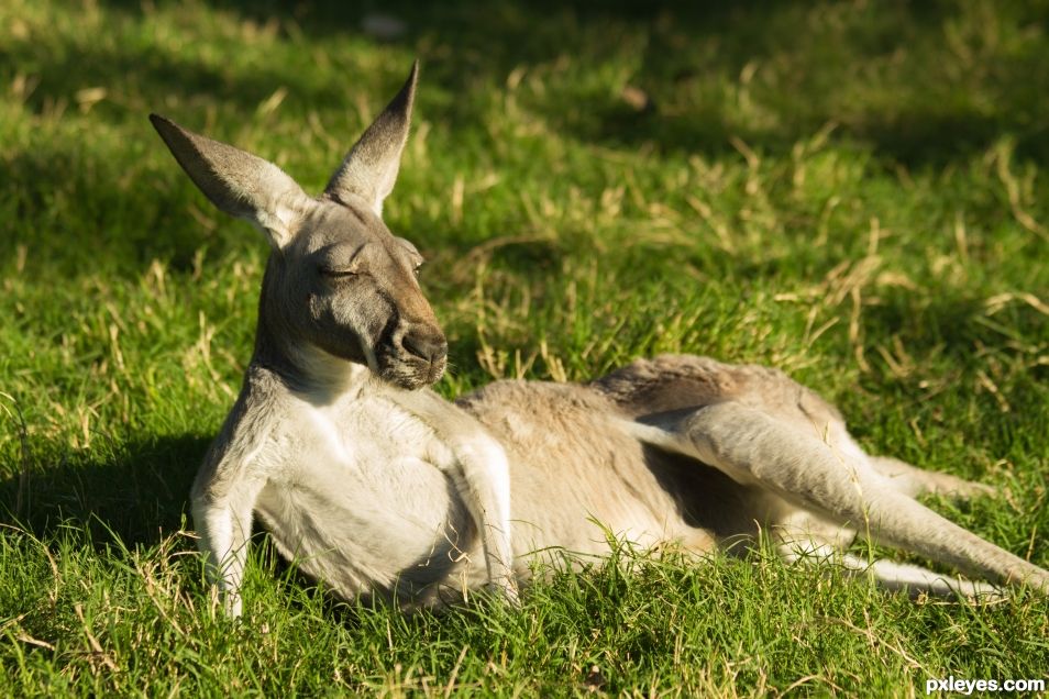 Sunning Roo